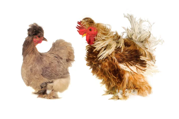 サラブレッド種鶏 — ストック写真