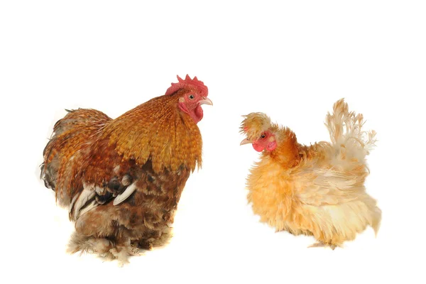 Ayam Thoroughbred — Stok Foto