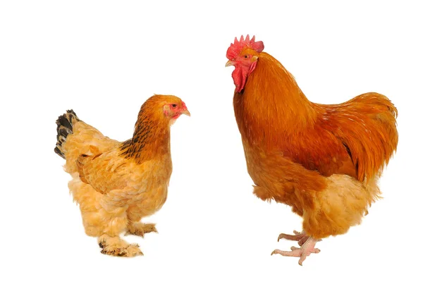 サラブレッド種鶏 — ストック写真
