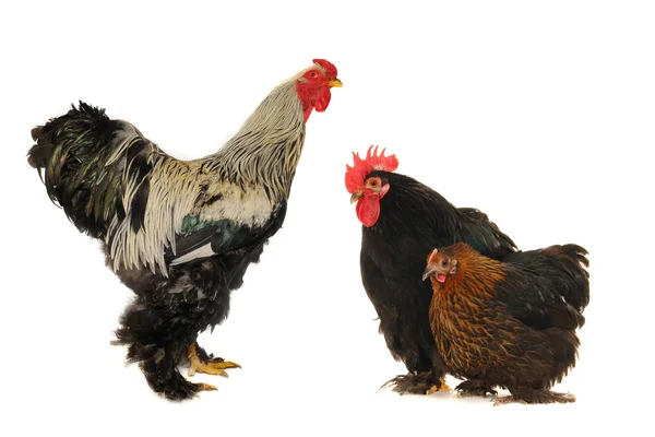 Polla y gallina —  Fotos de Stock