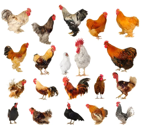 Veinte razas de pollas sobre un fondo blanco — Foto de Stock