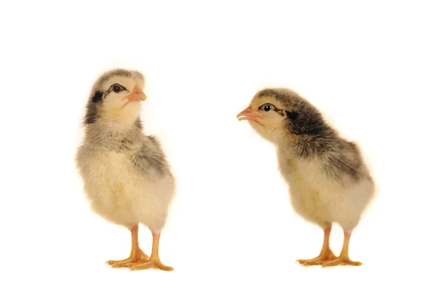 Chicks — Stock Photo, Image