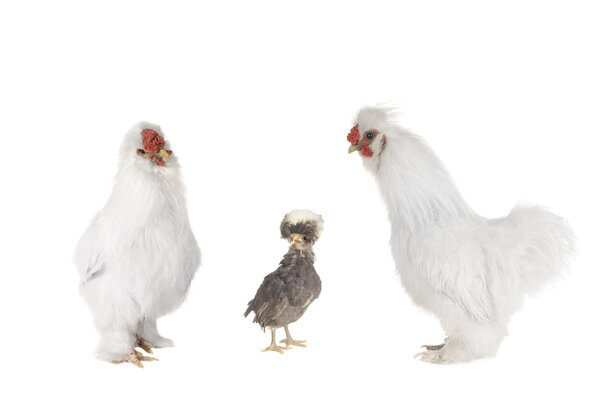 White hens