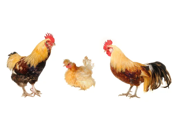कोंबडी आणि कोंबडी — स्टॉक फोटो, इमेज