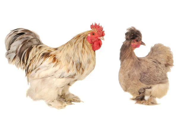 White hens — Stock Photo, Image