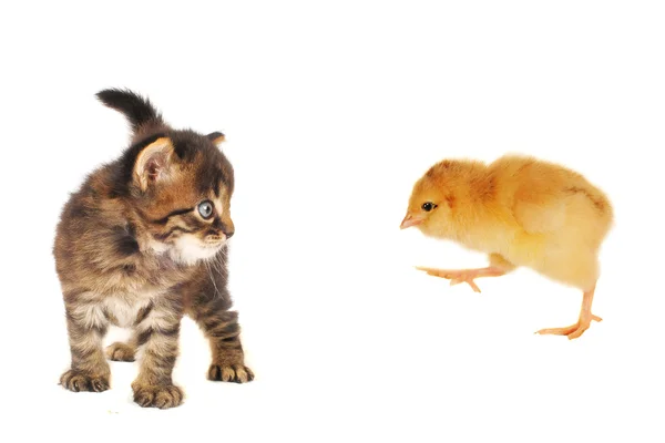 stock image Cat and chick