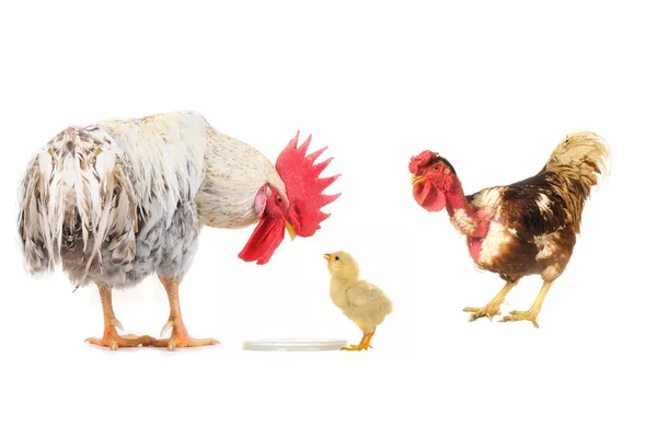 Cock and chick — Stock Photo, Image