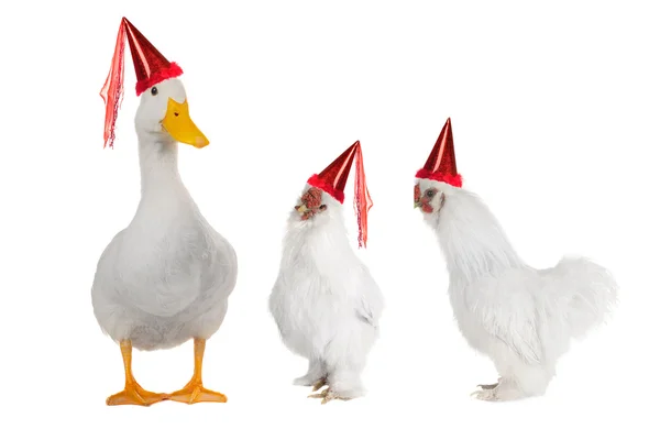 stock image White cocks and duck