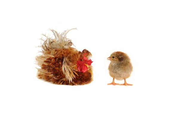 stock image Twenty breeds of cocks on a white background