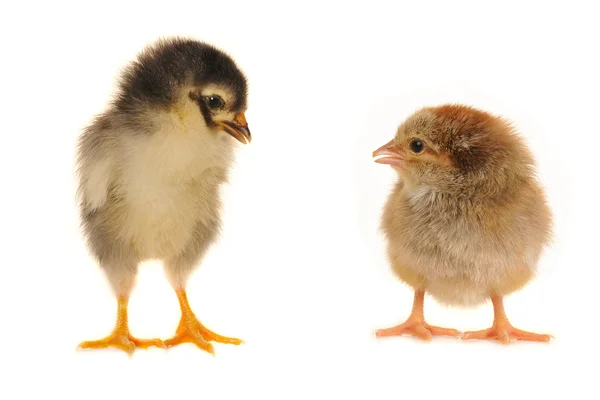 Chick. — Stock Photo, Image