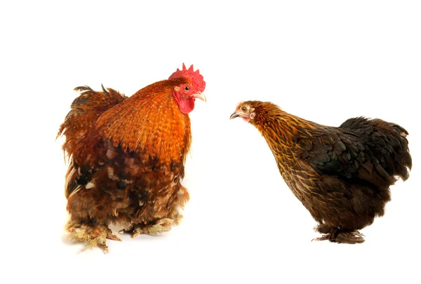Polla y gallina negra — Foto de Stock