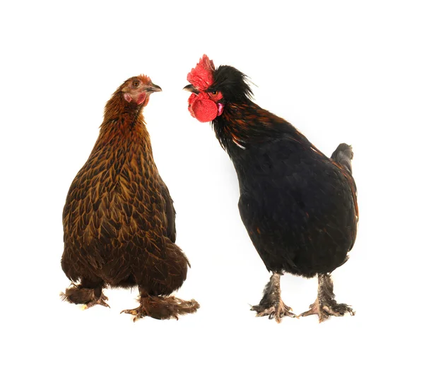 Cock and black hen — Stock Photo, Image