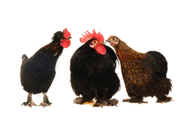 Cocks and hen — Stock Photo, Image