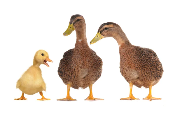 Három kacsa — Stock Fotó