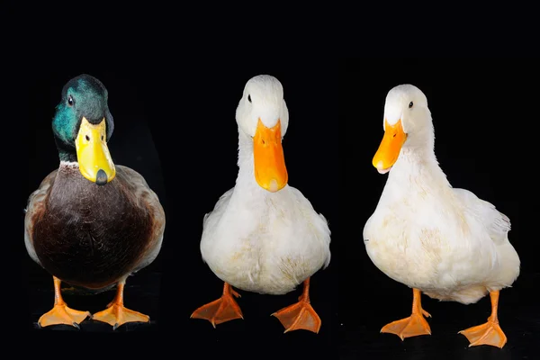 Três pato — Fotografia de Stock