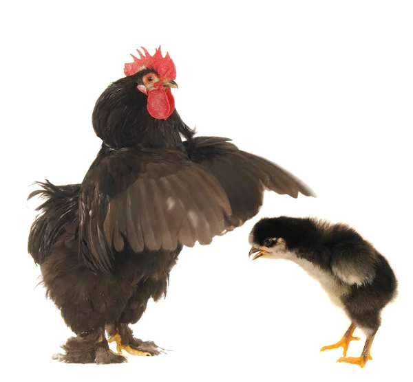 Chick and cock — Stock Photo, Image