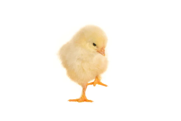 Chicks — Stock Photo, Image