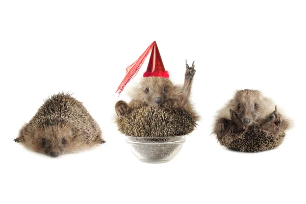 Hedgehogs — Stock fotografie