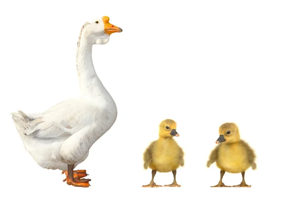 Stock image Goose