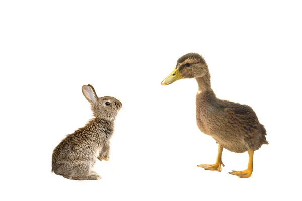 Pato y conejo gris —  Fotos de Stock