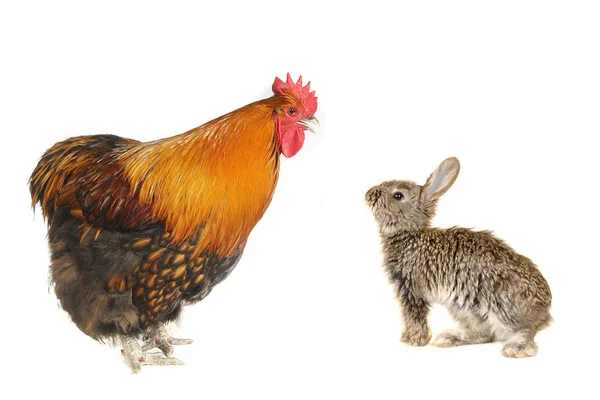 Серые кролики и петух — стоковое фото