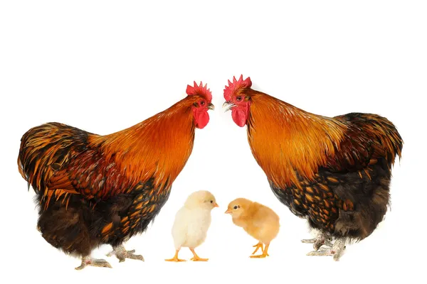 Two thoroughbred brown cock — Stock Photo, Image