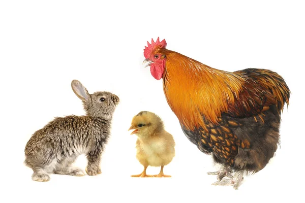 Grey rabbits and rooster — Stock Photo, Image