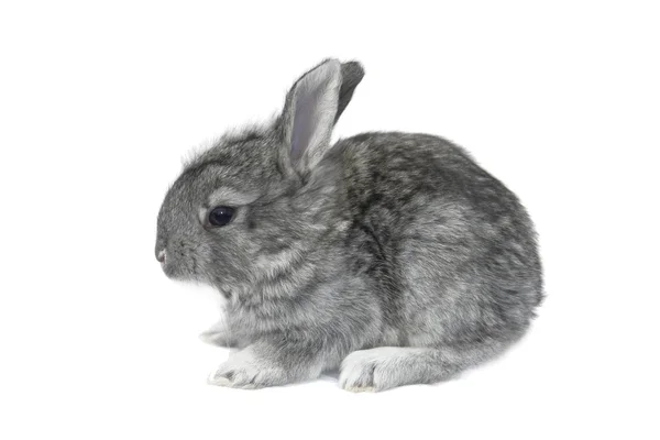 Сірих кролика — стокове фото
