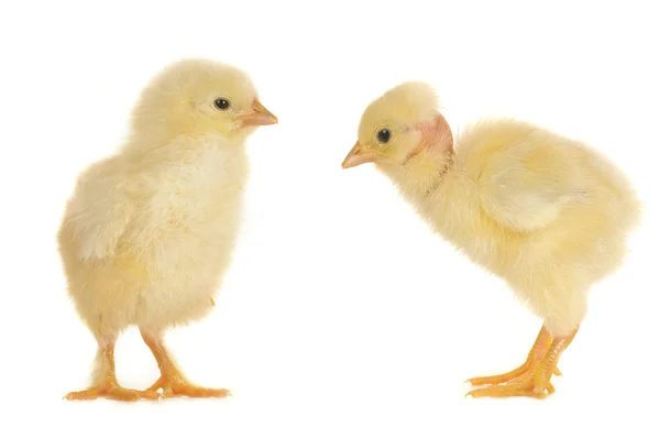 Dwa chick — Zdjęcie stockowe
