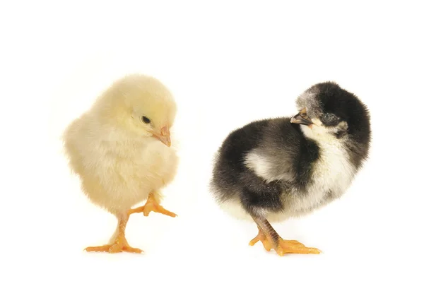 Twee chick — Stockfoto