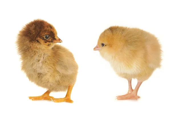 Два цыпленка — стоковое фото