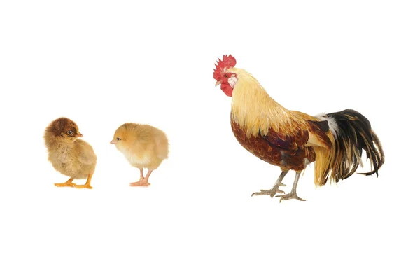 Kuk och chick — Stockfoto