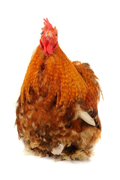 stock image Cock