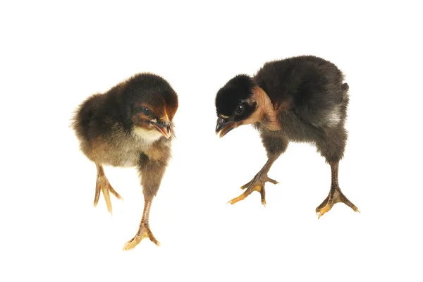 Two chick — Stock Photo, Image