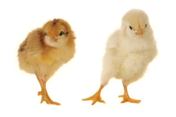 Twee chick — Stockfoto