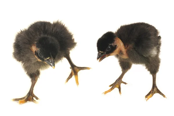 Two chick — Stock Photo, Image