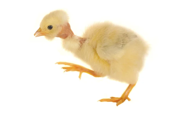 Dva chick — Stock fotografie