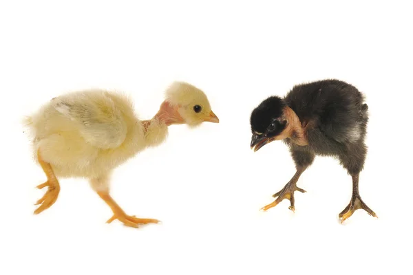 Два цыпленка — стоковое фото