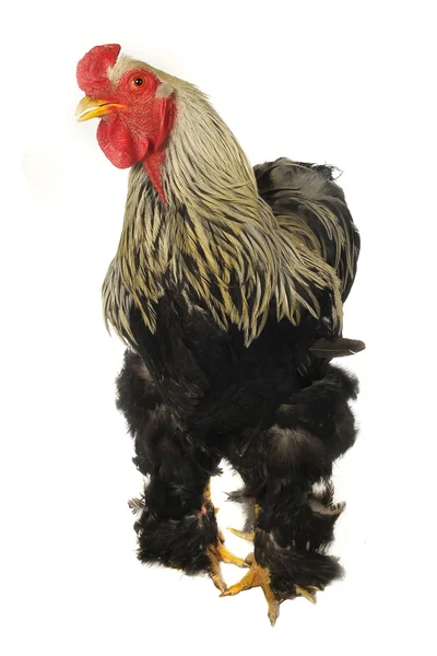 stock image Thoroughbred brown cock