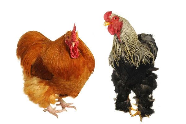 两个纯种棕色公鸡 — 图库照片