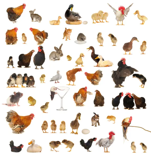 Animales — Foto de Stock