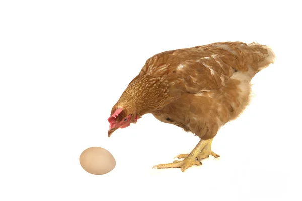 Hens — Stock Photo, Image