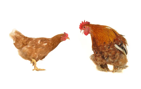 Horoz ve kahverengi tavuk — Stok fotoğraf