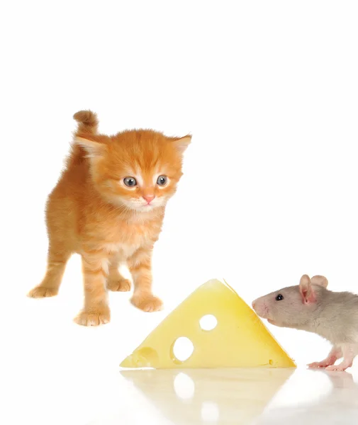 Sıçan ve yavru kedi — Stok fotoğraf