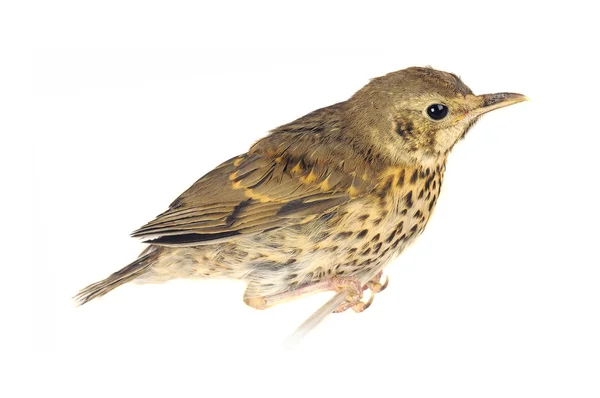 stock image Song thrush