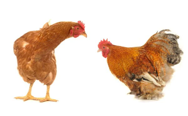 Cock and brown hen — Stock Photo, Image