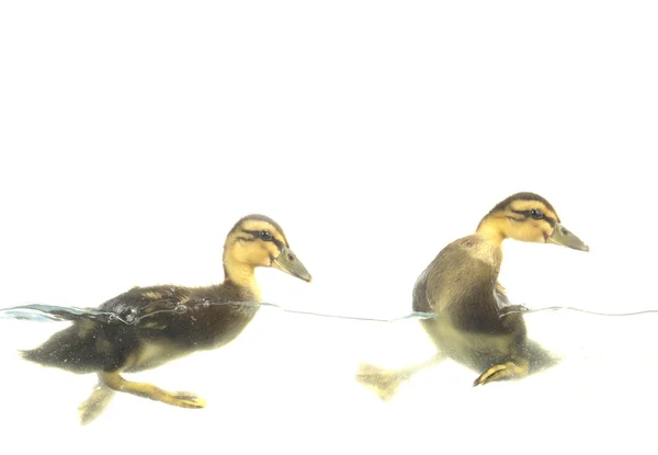 Zwei Enten — Stockfoto