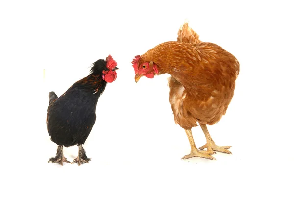 Петух и бурая курица — стоковое фото