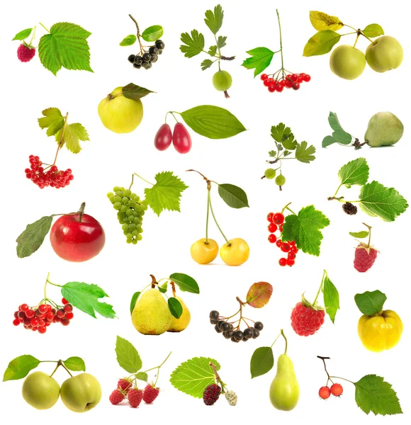 Frutas com folheto informativo — Fotografia de Stock