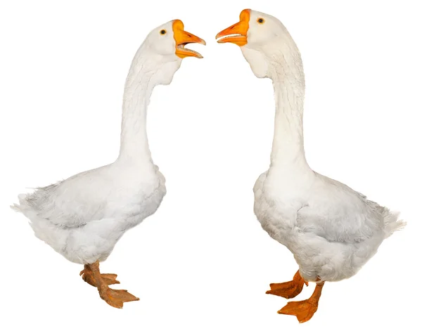 Stock image Goose